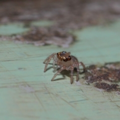 Prostheclina sp (genus) (A jumping spider) at ANBG - 9 May 2019 by TimL