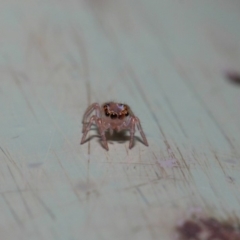 Prostheclina sp (genus) at Acton, ACT - 9 May 2019