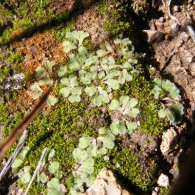 Riccia sp. (genus) (Liverwort) at Latham, ACT - 9 May 2019 by MichaelMulvaney
