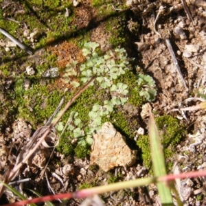 Riccia sp. (genus) at Latham, ACT - 9 May 2019 12:20 PM