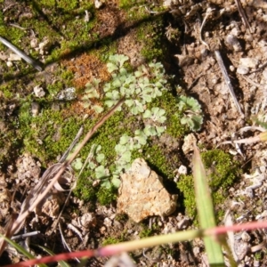 Riccia sp. (genus) at Latham, ACT - 9 May 2019