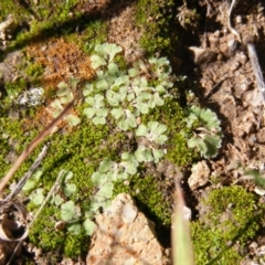 Riccia sp. (genus) at Latham, ACT - 9 May 2019 12:20 PM