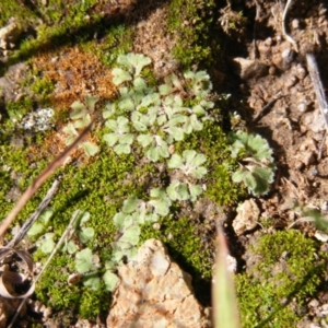 Riccia sp. (genus) at Latham, ACT - 9 May 2019
