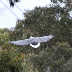 Haliaeetus leucogaster (White-bellied Sea-Eagle) at Paddys River, ACT - 10 May 2019 by sonja