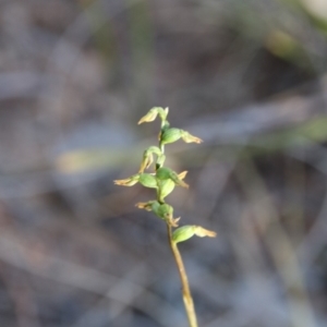 Corunastylis clivicola at Hackett, ACT - 22 Apr 2019