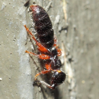 Tiphiidae (family) (Unidentified Smooth flower wasp) at Hackett, ACT - 9 May 2019 by TimL