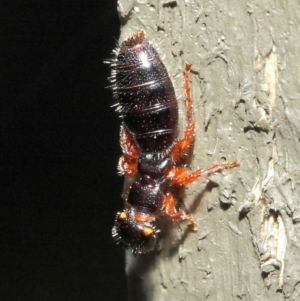 Tiphiidae (family) at Hackett, ACT - 9 May 2019