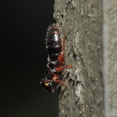 Tiphiidae (family) at Hackett, ACT - 9 May 2019