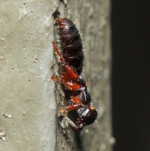 Tiphiidae (family) at Hackett, ACT - 9 May 2019