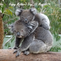 Phascolarctos cinereus (Koala) at Paddys River, ACT - 7 Nov 2017 by roymcd