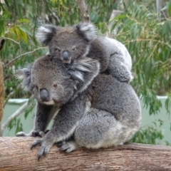 Phascolarctos cinereus at Paddys River, ACT - suppressed