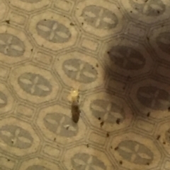 Blattodea (order) at Mirador, NSW - 9 May 2019 01:14 PM
