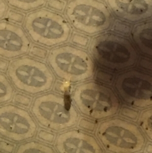Blattodea (order) at Mirador, NSW - 9 May 2019 01:14 PM