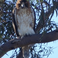 Hieraaetus morphnoides (Little Eagle) at Garran, ACT - 9 May 2019 by roymcd