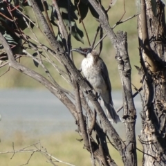 Philemon corniculatus (Noisy Friarbird) at Jerrabomberra, ACT - 9 May 2019 by roymcd