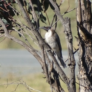 Philemon corniculatus at Jerrabomberra, ACT - 9 May 2019