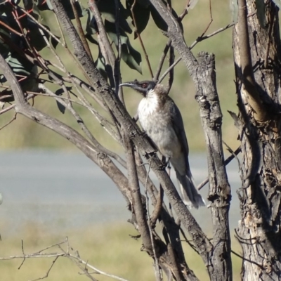 Philemon corniculatus (Noisy Friarbird) at Jerrabomberra, ACT - 9 May 2019 by roymcd