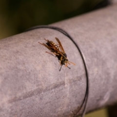 Polistes (Polistes) chinensis (Asian paper wasp) at Bega, NSW - 9 May 2019 by Nullica