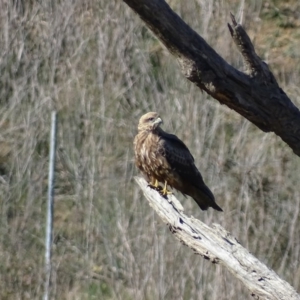 Milvus migrans at Jerrabomberra, ACT - 9 May 2019 02:45 PM