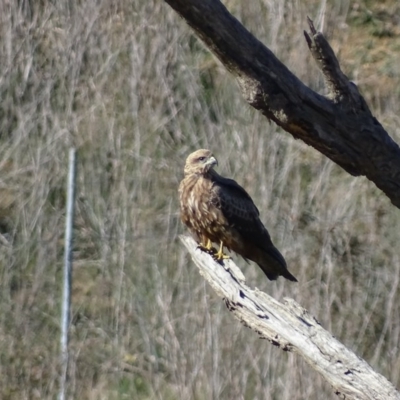 Milvus migrans (Black Kite) at Jerrabomberra, ACT - 9 May 2019 by roymcd