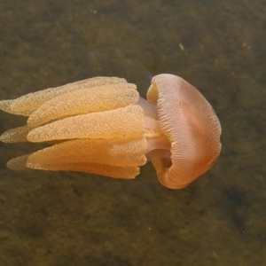 Catostylus mosaicus at Lake Curalo - 10 May 2019