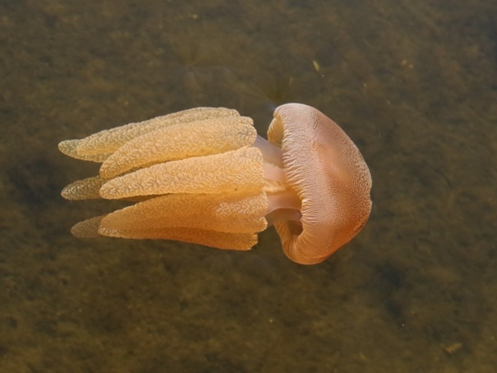 Catostylus mosaicus at Lake Curalo - 10 May 2019