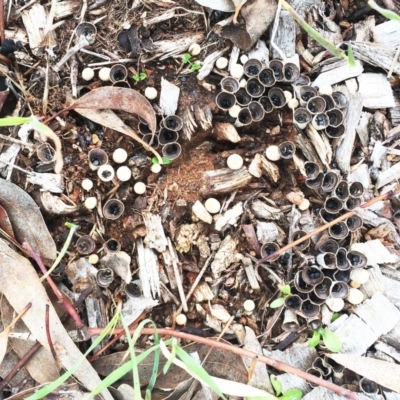 Cyathus sp. (A Bird's Nest Fungus) at Hughes Garran Woodland - 10 May 2019 by ruthkerruish