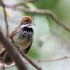 Rhipidura rufifrons (Rufous Fantail) at Paddys River, ACT - 25 Nov 2018 by TyrieStarrs