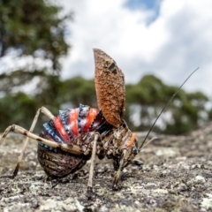 Acripeza reticulata (Mountain Katydid) at Namadgi National Park - 9 Feb 2019 by TyrieStarrs