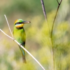 Merops ornatus (Rainbow Bee-eater) at Greenway, ACT - 23 Dec 2017 by TyrieStarrs