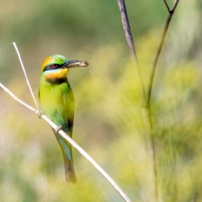 Merops ornatus (Rainbow Bee-eater) at Greenway, ACT - 22 Dec 2017 by TyrieStarrs
