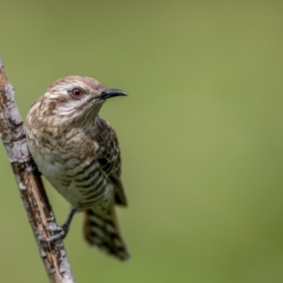 Chrysococcyx basalis (Horsfield's Bronze-Cuckoo) at Greenway, ACT - 22 Oct 2017 by TyrieStarrs