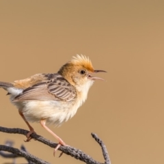 Cisticola exilis (Golden-headed Cisticola) at Fyshwick, ACT - 27 Dec 2017 by TyrieStarrs