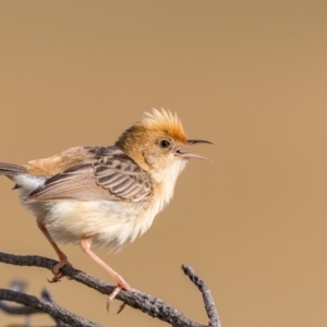 Cisticola exilis at Fyshwick, ACT - 28 Dec 2017