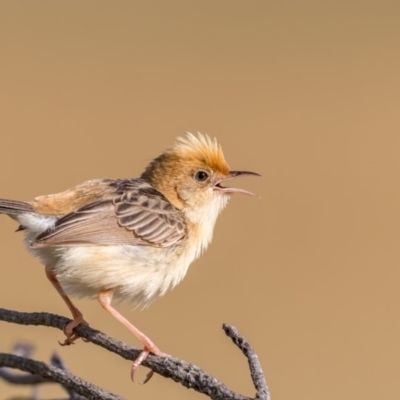 Cisticola exilis (Golden-headed Cisticola) at Fyshwick, ACT - 27 Dec 2017 by TyrieStarrs