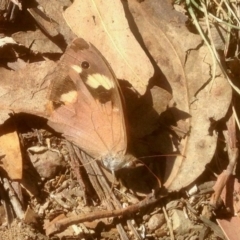 Heteronympha merope (Common Brown Butterfly) at Booth, ACT - 17 Apr 2019 by KMcCue
