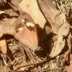 Heteronympha merope (Common Brown Butterfly) at Booth, ACT - 17 Apr 2019 by KMcCue