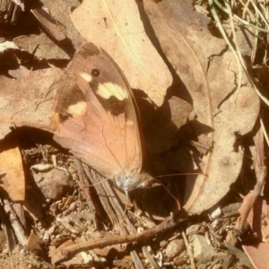 Heteronympha merope at Booth, ACT - 17 Apr 2019 01:09 PM