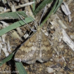 Scopula rubraria (Reddish Wave, Plantain Moth) at Red Hill Nature Reserve - 3 May 2019 by BIrdsinCanberra