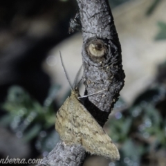 Scopula rubraria at Hughes, ACT - 4 May 2019 08:51 AM