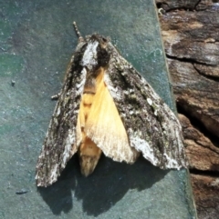 Neola semiaurata (Wattle Notodontid Moth) at O'Connor, ACT - 18 Dec 2017 by ibaird