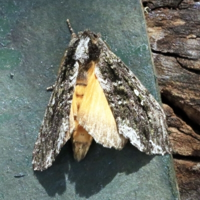 Neola semiaurata (Wattle Notodontid Moth) at O'Connor, ACT - 17 Dec 2017 by ibaird