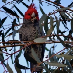 Callocephalon fimbriatum (Gang-gang Cockatoo) at Hughes, ACT - 10 May 2019 by LisaH