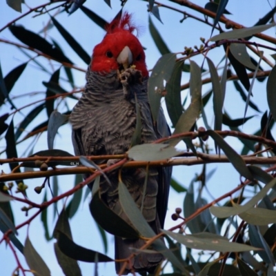 Callocephalon fimbriatum (Gang-gang Cockatoo) at Red Hill to Yarralumla Creek - 9 May 2019 by LisaH