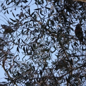 Callocephalon fimbriatum at Hughes, ACT - 10 May 2019