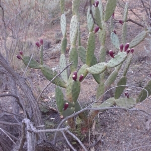 Opuntia ficus-indica at Deakin, ACT - 8 May 2019