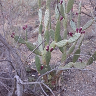 Opuntia ficus-indica (Indian Fig, Spineless Cactus) at Hughes Grassy Woodland - 8 May 2019 by kieranh