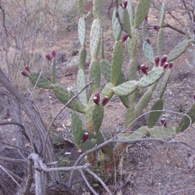 Opuntia ficus-indica (Indian Fig, Spineless Cactus) at Red Hill to Yarralumla Creek - 8 May 2019 by kieranh