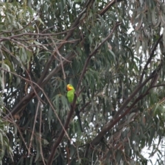 Polytelis swainsonii (Superb Parrot) at Red Hill to Yarralumla Creek - 7 May 2019 by LisaH