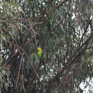 Polytelis swainsonii at Hughes, ACT - suppressed